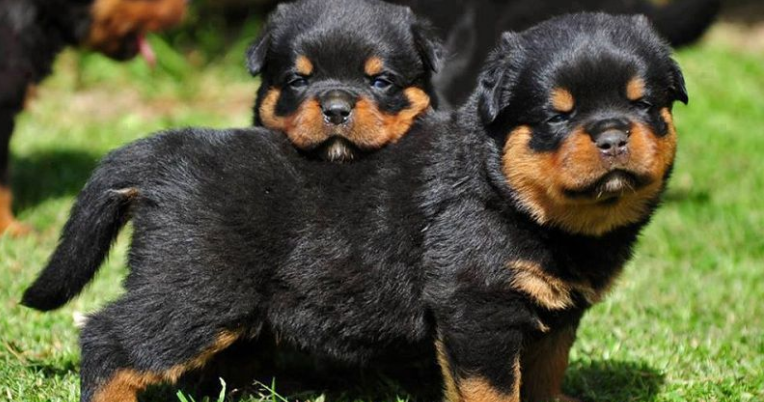 BEST PRICE PUPPIES !!! | Rottweiler Puppy Price in Hyderabad