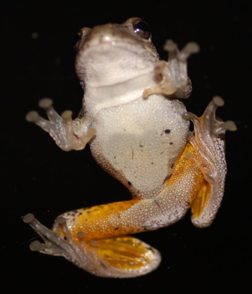 Sarah Lynn's Nature's Splendor Photos Gray Tree Frog & A Lightning Bug