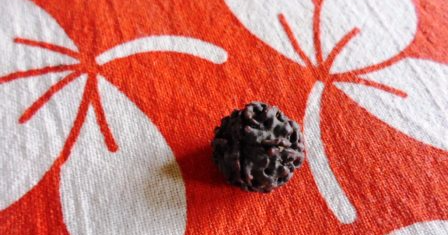 Rudraksha Therapy for Healing Infected Wounds | Prophet666