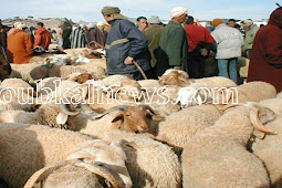 السجن 5 سنوات لسارق خروفين بأزمور 