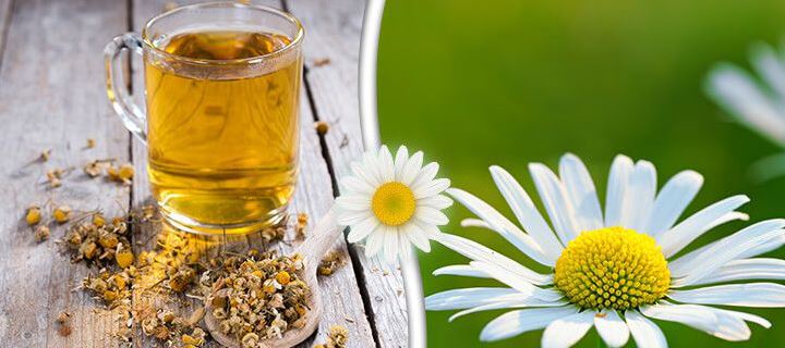 زهرة البابونج، فوائدها واستخداماتها