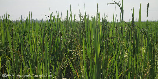 Farming Images of Odisha