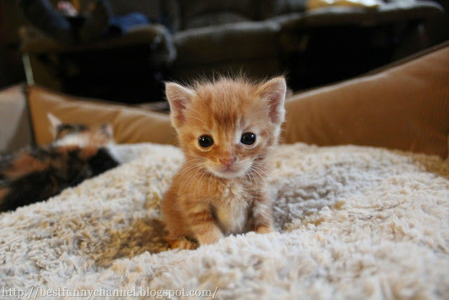  Cute Kitten