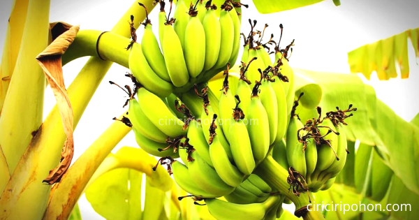 Fakta Unik Tentang Pohon Pisang yang Tidak Akan Anda Temukan Pada Pohon