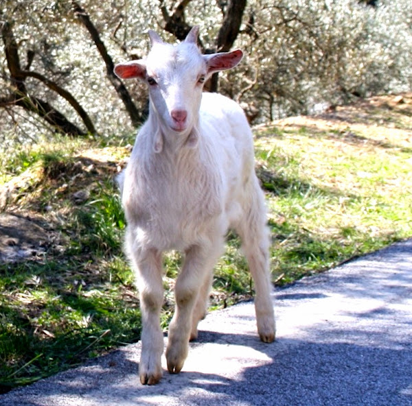 Skopelors goat, Skopelors goats, types of goats live in greece, goat breeds in Greece