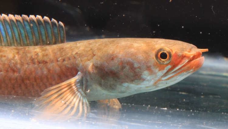 37 Jenis Ikan Gabus Hias atau Channa Lengkap Beserta Gambarnya - Ikanesia