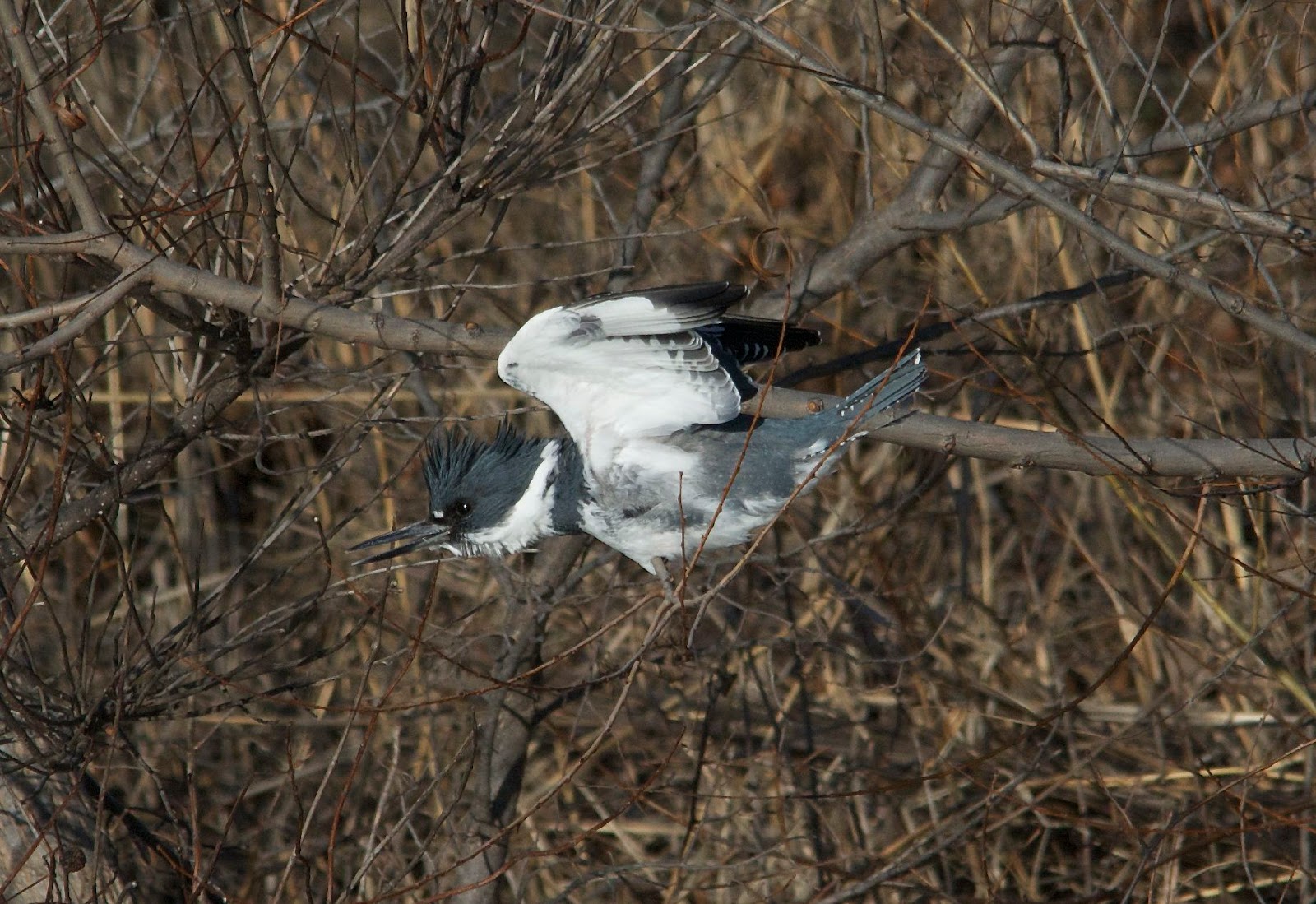 PHOTOGRAPHY BY DEB HIRT Oklahoma Breeding Bird Species Profile Belted