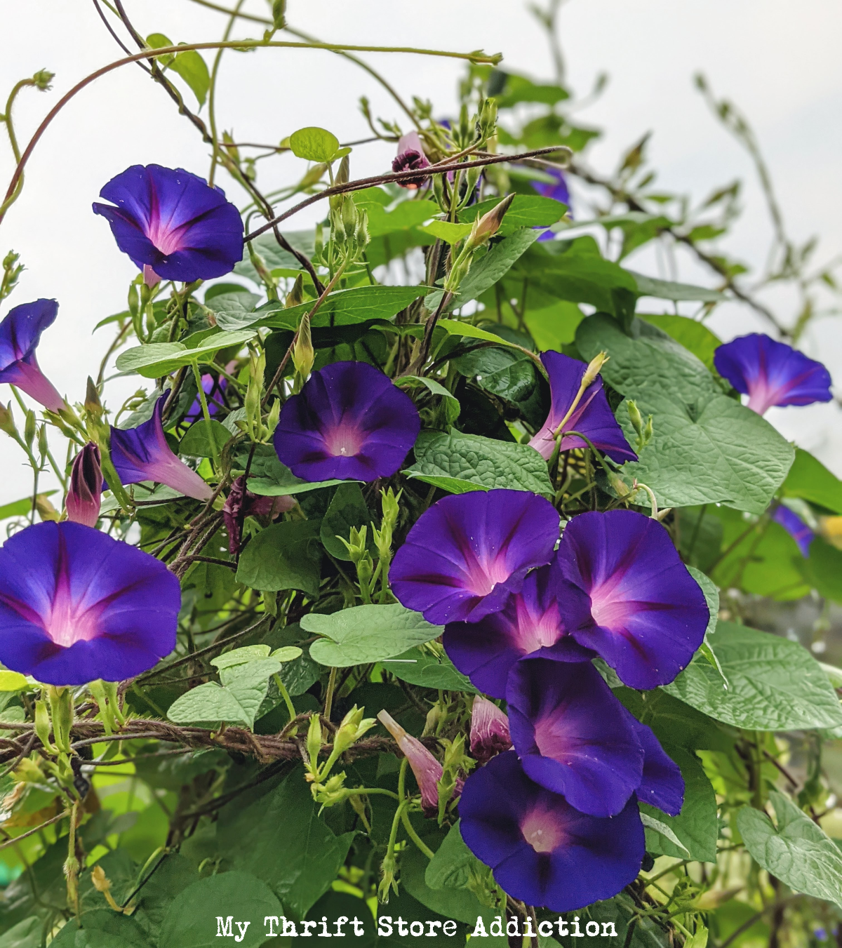 Morning glory seeds