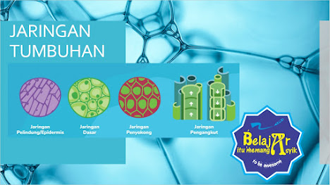 Jaringan Tumbuhan Part 1 Belajar Itu Memang Asyik