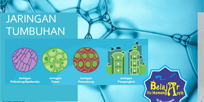 Jaringan Tumbuhan Part 1 Belajar Itu Memang Asyik