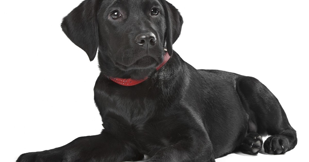 Mimpi Melihat Anjing Hitam Dengan