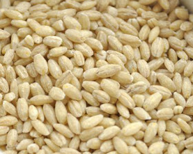 how-to-cook-pot-barley-picture