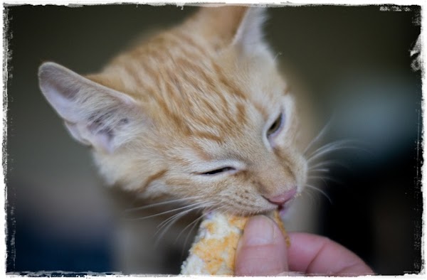 12 Cara Melatih Kucing Agar Menjadi Penurut Secara Efektif