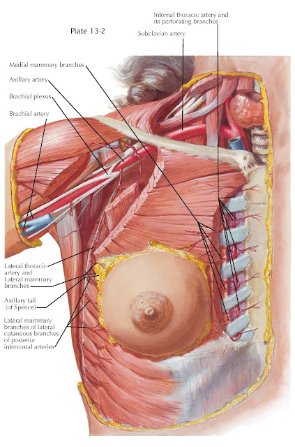 THE BREAST: BLOOD SUPPLY