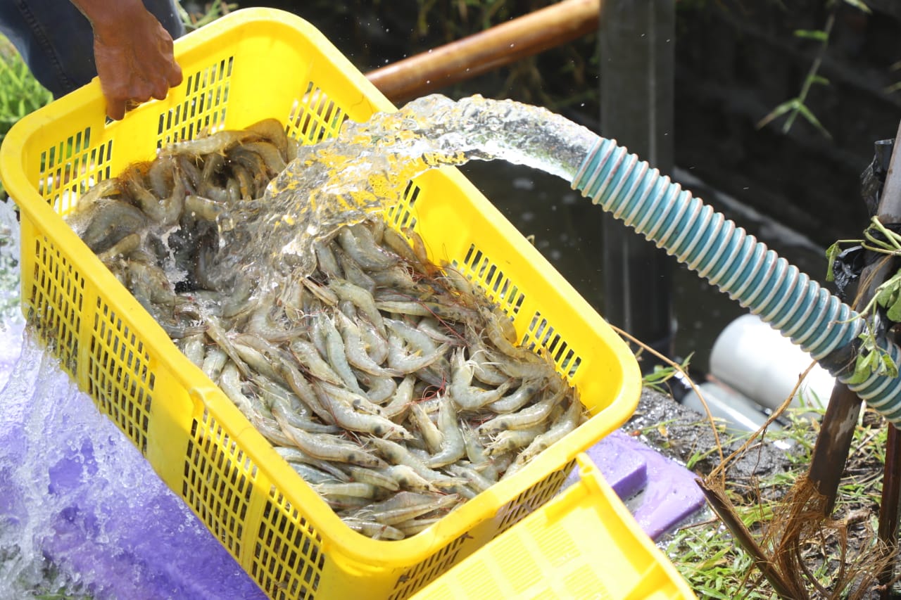 KKP dan Pemda Rencana Bangun Shrimp Estate di Aceh Timur