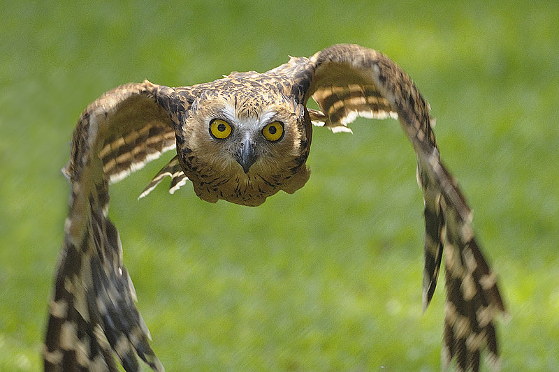 The teach Zone: Worlds Funniest Bird Picture with Caption