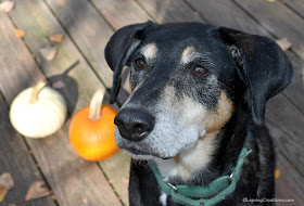 senior dog pumpkins fall birthday