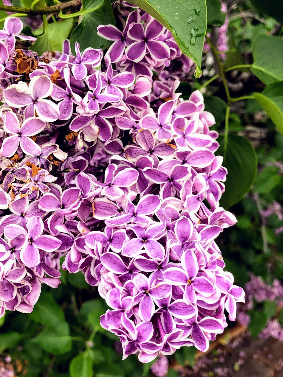 Walking Arizona Spring Lilacs