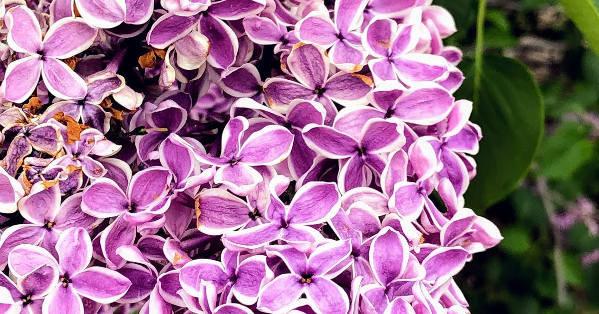 Walking Arizona Spring Lilacs