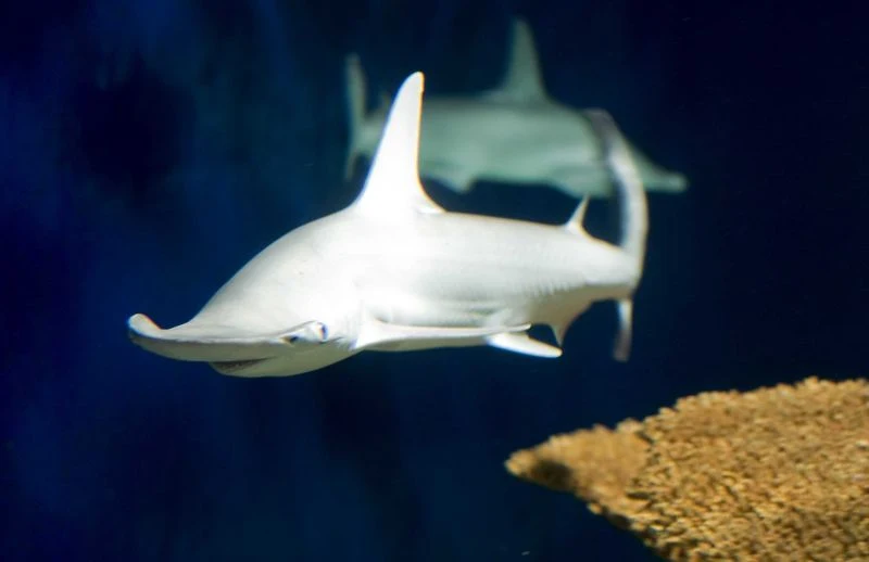 Sharks able to feed on algae are found