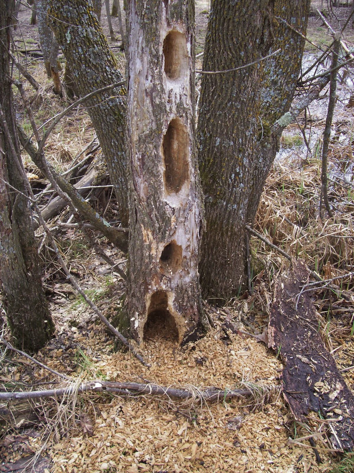 Notes from a Jewish Thoreau: Pileated Woodpecker action on dead trees