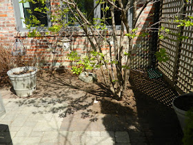 Roncesvalles Toronto spring garden cleanup after by Paul Jung Gardening Services