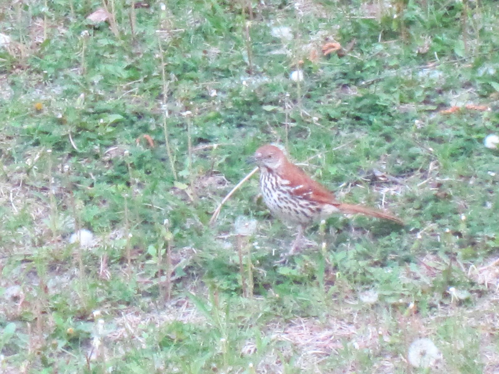 Sawyers Landing: Wood Thrush (or some type of Thrush and a Brown Thrasher