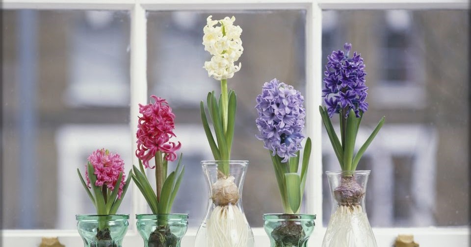 How to Grow Hyacinths Indoors