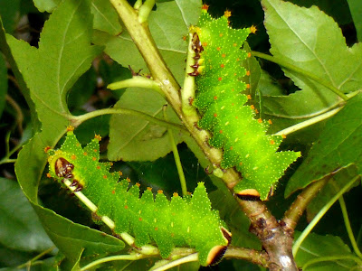 Actias maenas caterpillar Actias maenas caterpillar