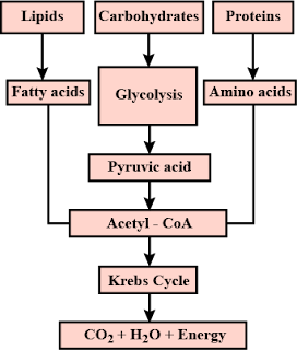 How energy is formed from oxidation of carbohydrates, fats and proteins? Correct the dagram below. How energy is formed from oxidation of carbohydrates, fats and proteins? Correct the dagram below.