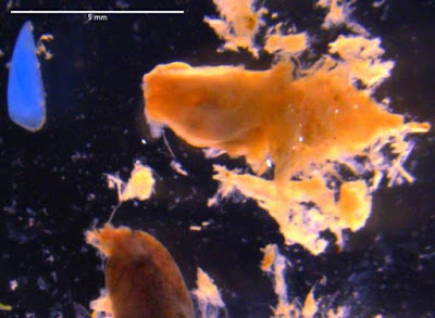 NP 260620 Articulo%2BMarine%2BPollution%2BBulletin.JPG - Más de la mitad de las sardinas y anchoas del Mediterráneo Occidental tienen microplásticos en sus intestinos, según revelan científicos del IEO, el ICM y el IFREMER