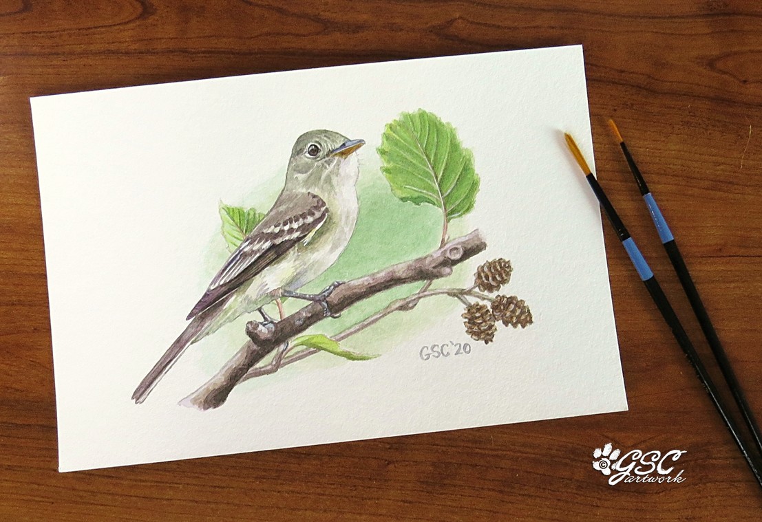 alder flycatcher wildlife bird art watercolor painting