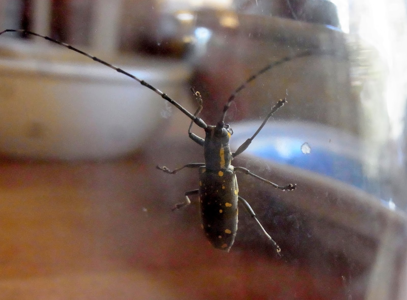 私の拾いもの イチジクの敵