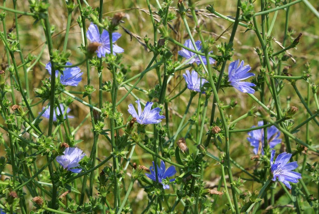 Kasni Plant Benefits In Hindi Rima1