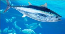 Ikan Laut Konsumsi - Ikan Tuna