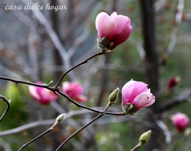 casa dulce hogar: Por el jardín y la casa a mediados de invierno