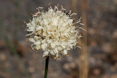 Flor de la escabiosa blanca (Cephalaria leucantha)