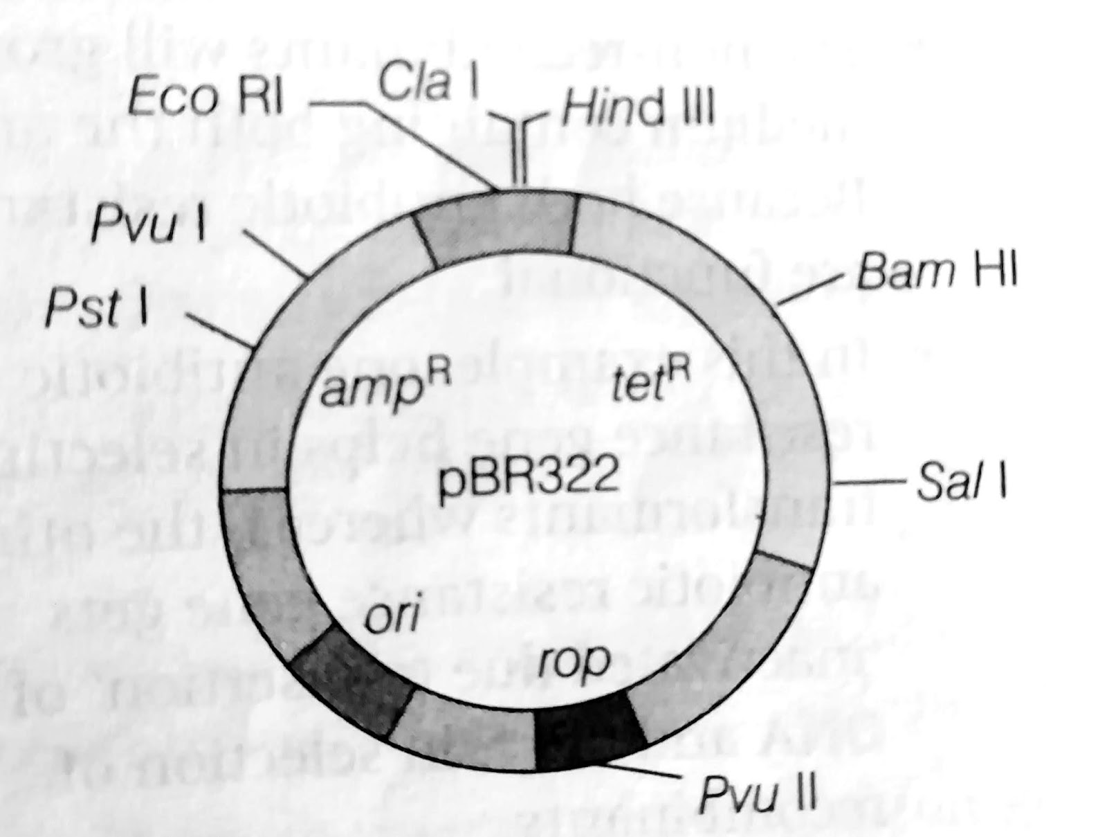Cloning vectors and its features host organism