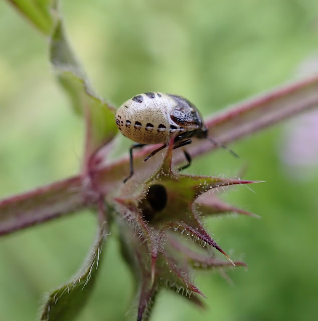 Woundwort shieldbug