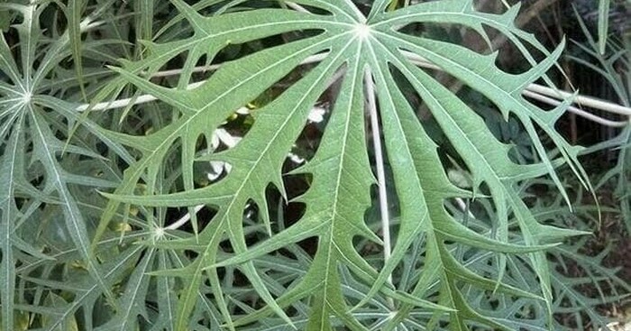 7 Manfaat Daun Yodium Bagi Kesembuhan Luka NOVAGUIA 7 Manfaat Daun Yodium Bagi Kesembuhan Luka NOVAGUIA