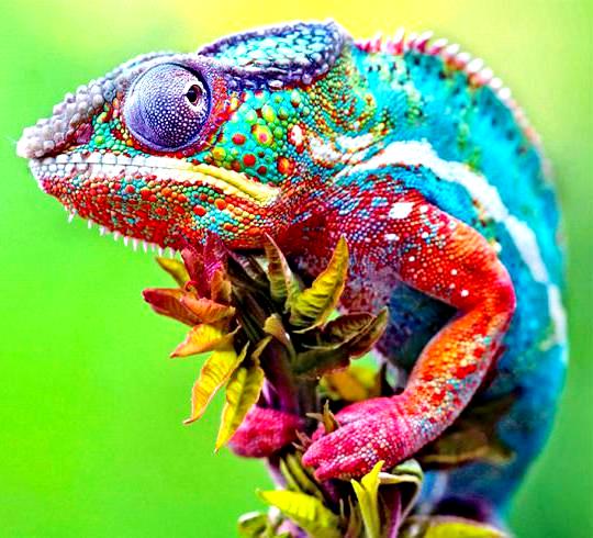 Como os camaleões mudam de cor? A ciência explica ~ Siqueira News