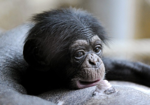 chimpanzee baby with human mother chimpanzee baby with human mother