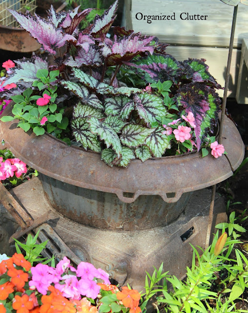 Jurassic Begonias & Impatiens Planted in Iron Stove www.organizedclutter.net