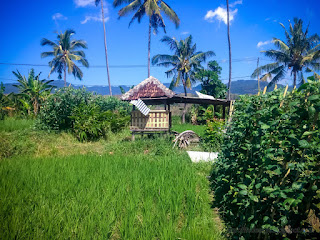 Farmland Scenery With Traditional Hut In The Middle Of Rice Fields At The Village Ringdikit North Bali Indonesia