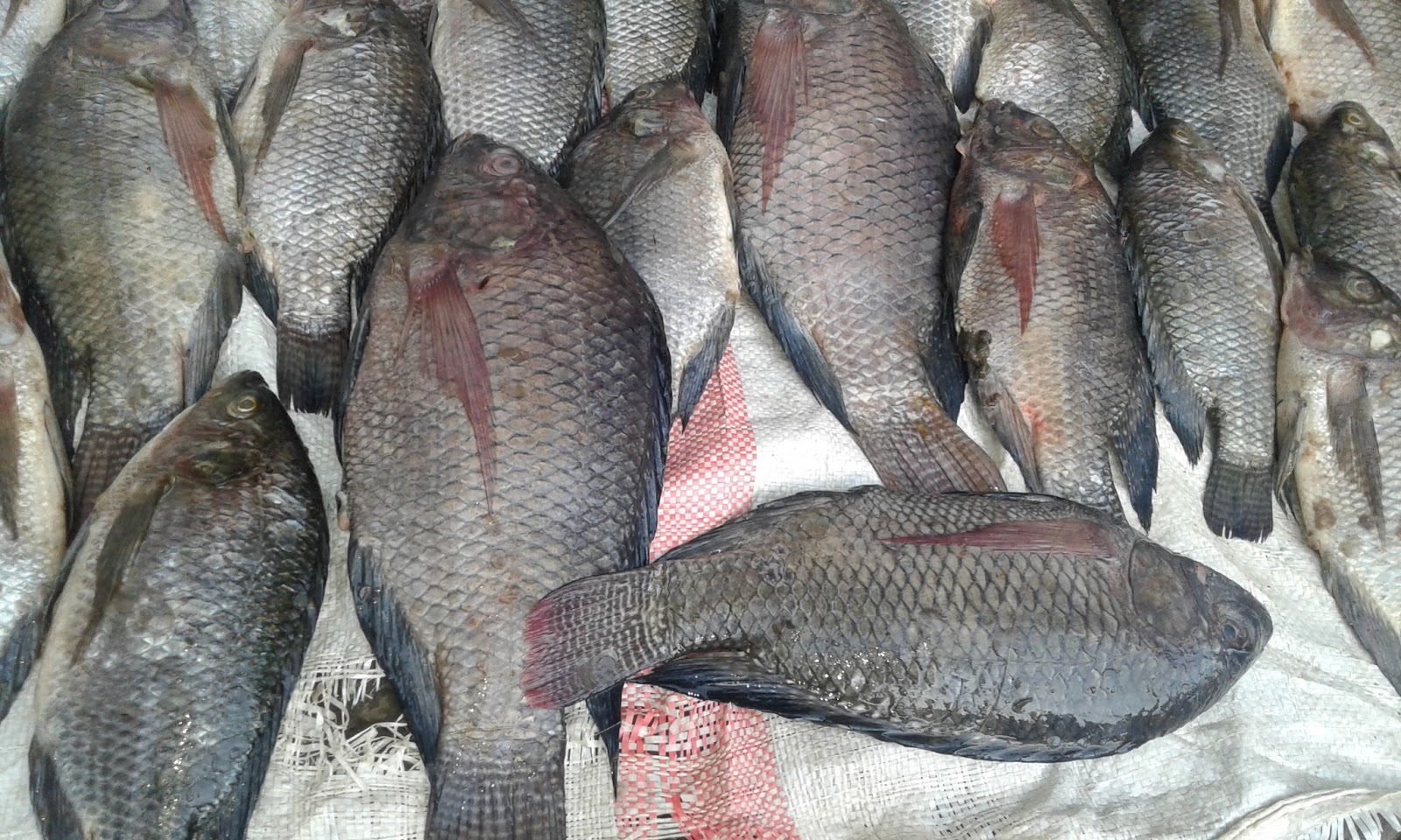 Let's Eat Fish (LEFi) The health benefits of eating white fish