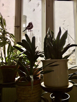 Pflanzen vor und Möwen hinter dem Fenster Pflanzen vor und Möwen hinter dem Fenster