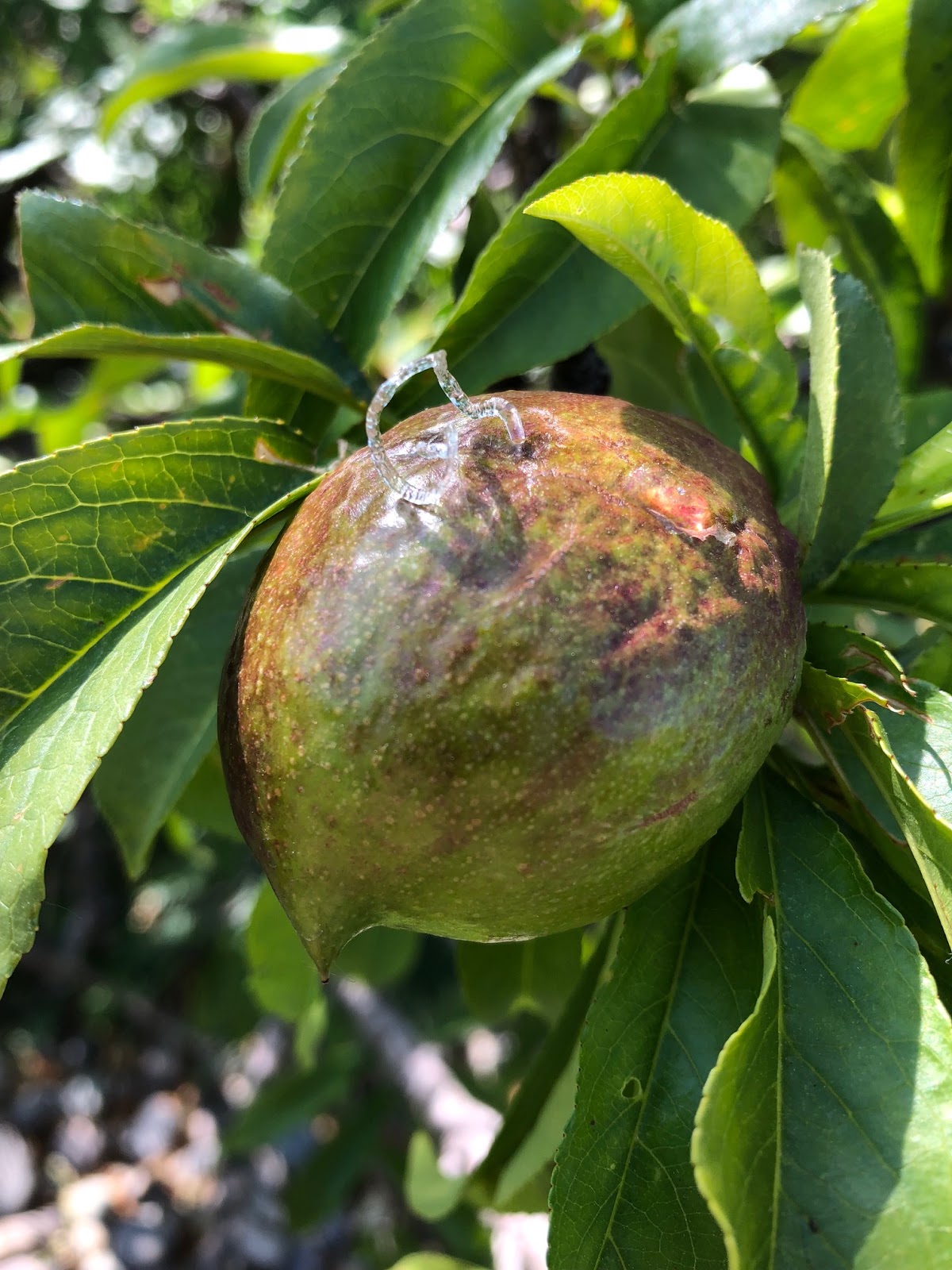 Osmotic Pressure Inside Nectarines Forced Sap to Ooze Delicately and
