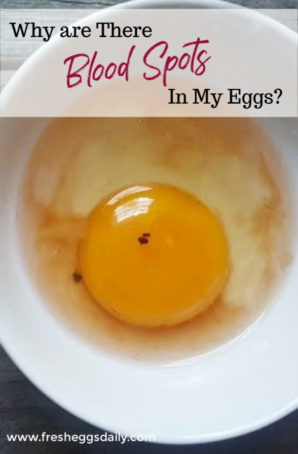 Why are There Blood Spots in my Fresh Eggs? Fresh Eggs Daily®