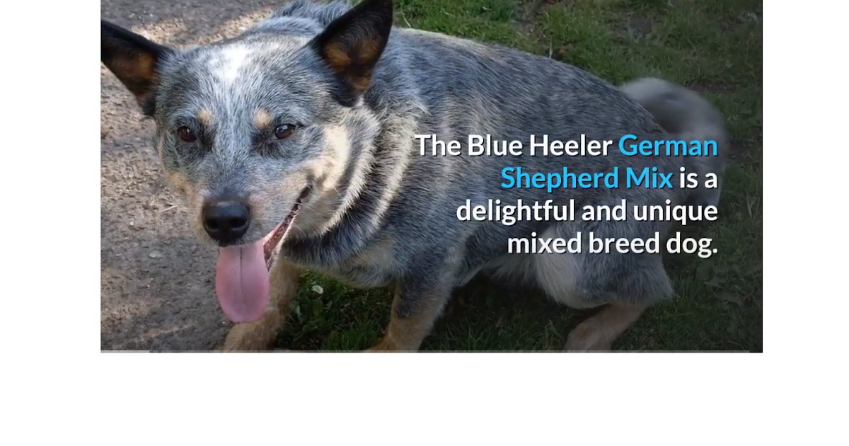 german shepherd cross cattle dog