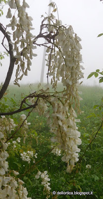 azienda agricola dell'ortica fattoria didattica a Savigno Valsamoggia Bologna in Appennino vicino Zocca ghirlande confetture oleoliti sali aromatici escursioni birwatching